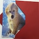 image 5 of 3D Holographic Up Close PUPPY IN SNOW Christmas Greeting Card