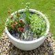 image 5 of Primrose Gloss White Garden Outdoor Fibreglass High Low Bowl Planter 72cm