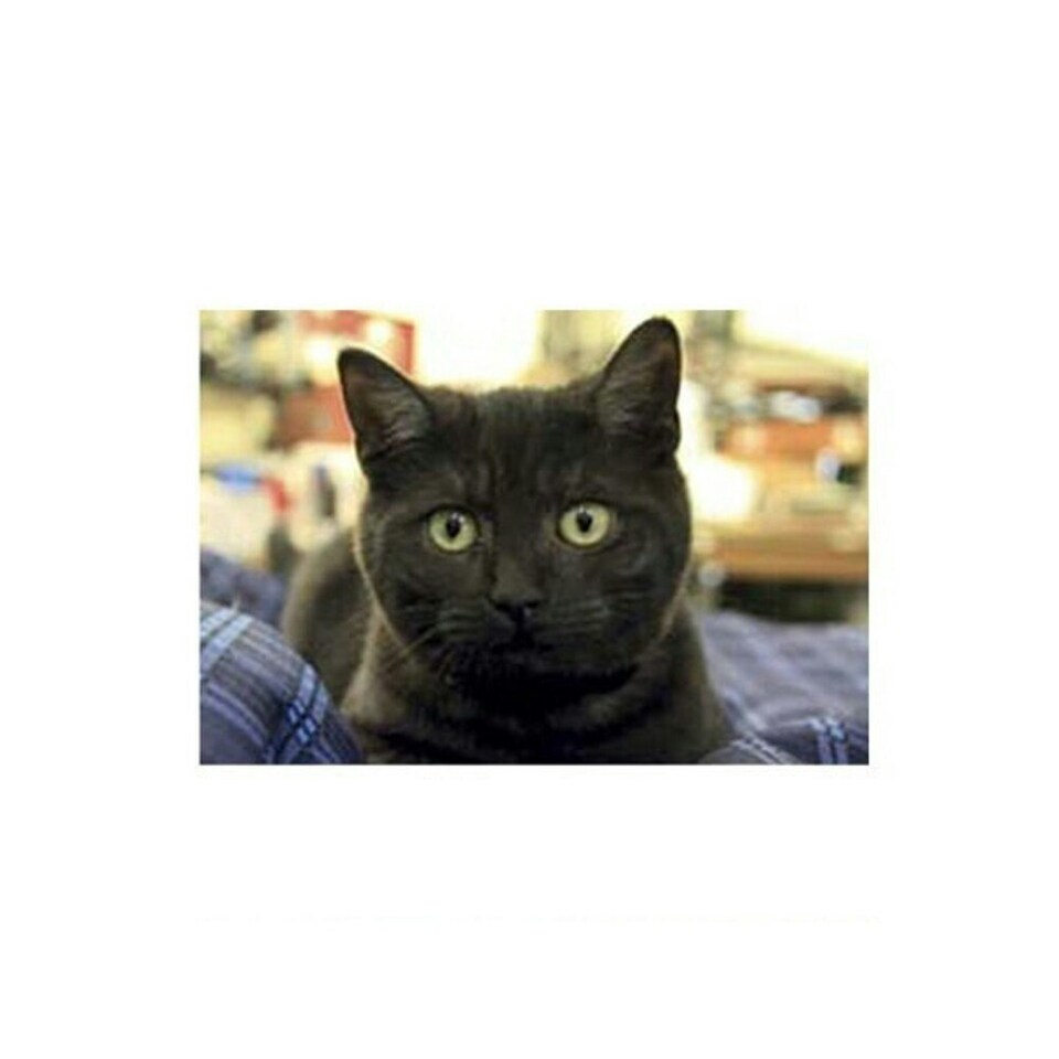 Kevin Milner Countryside Farm Cat Greetings Card - Multicoloured - One Size