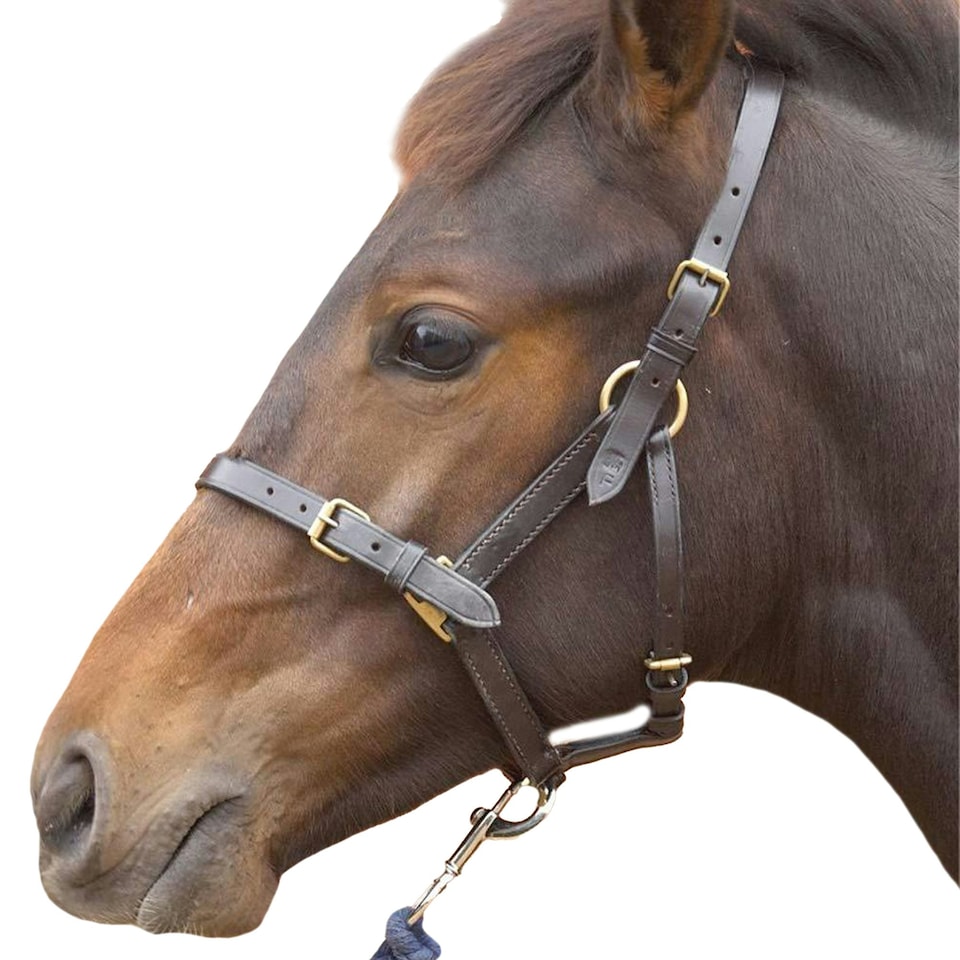 image 1 of Hy Leather Foal Head Collar - Brown - Large
