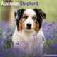 image 1 of Australian Shepherd 2026 Calendar | Square Wall Calendar | Dog Breed Gift | Plastic Free Packaging | by Avonside Publishing