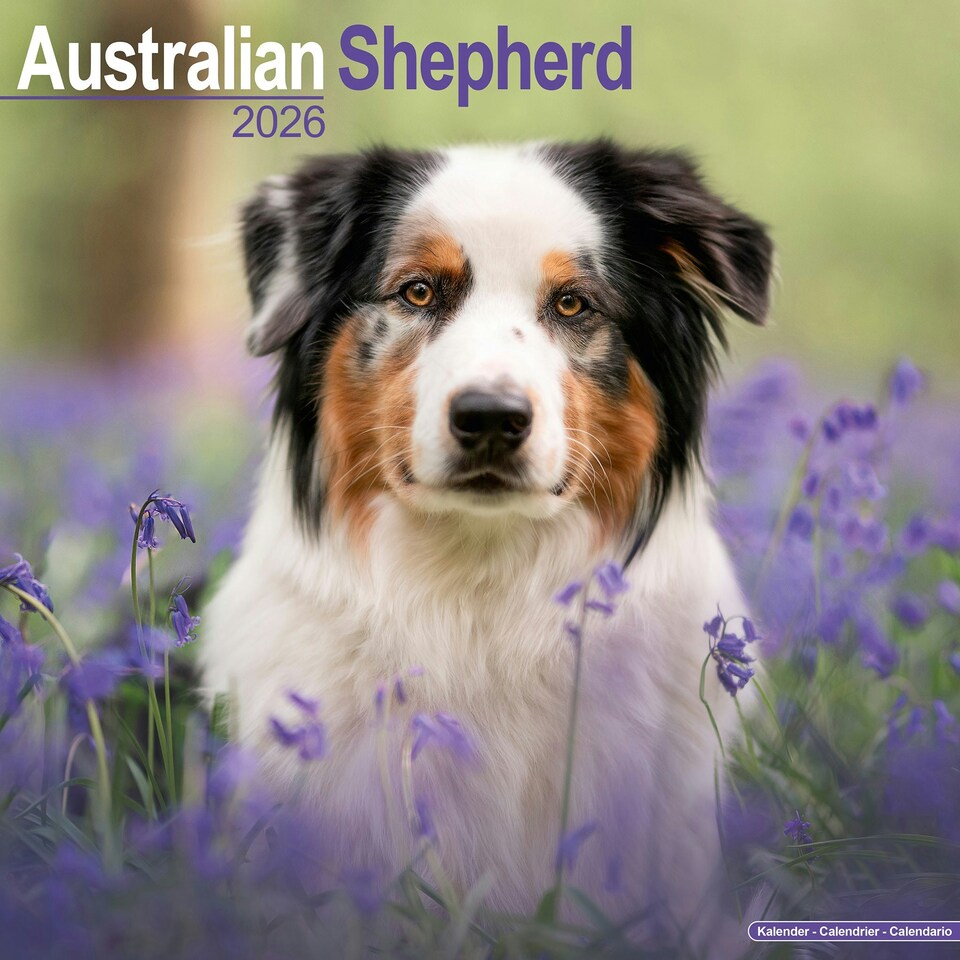 image 1 of Australian Shepherd 2026 Calendar | Square Wall Calendar | Dog Breed Gift | Plastic Free Packaging | by Avonside Publishing