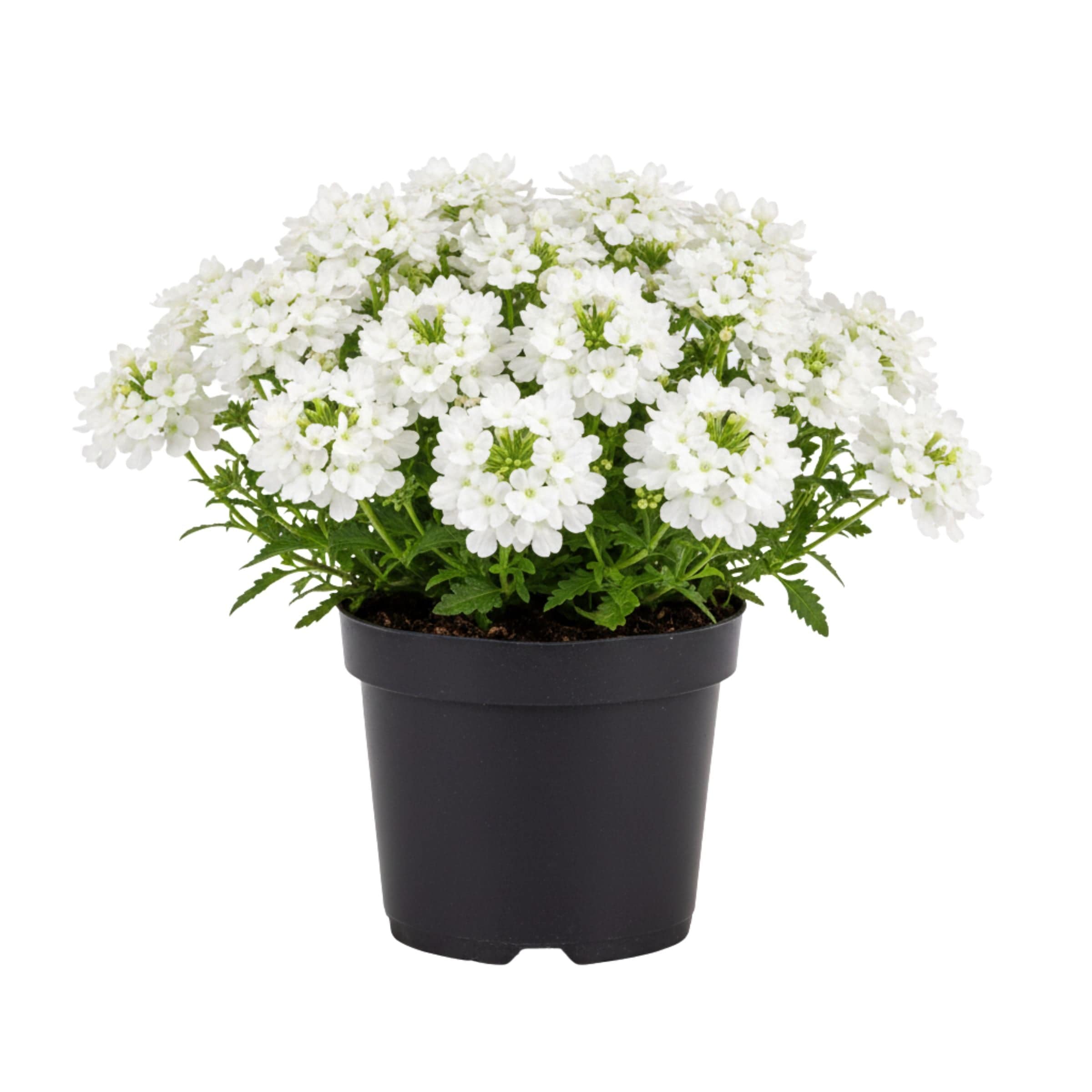 Verbena Lanai Up White 10.5cm Syngenta White (63787) X 3 - Tesco