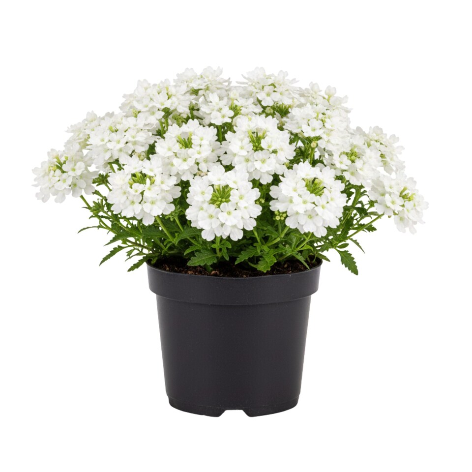 Verbena Lanai Up White 10.5cm Syngenta White (63787) X 3
