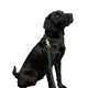 image 4 of Benji & Flo Noble Suede Dog Collar | Green | Green/Gold | S | 1