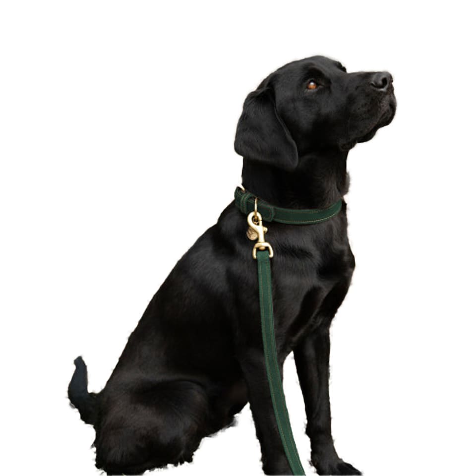 image 1 of Benji & Flo Noble Suede Dog Collar | Green | Green/Gold | S | 1