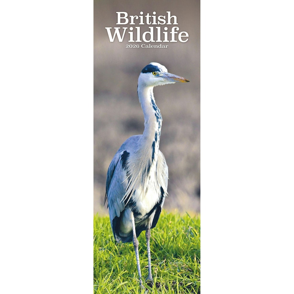image 1 of British Wildlife 2026 Calendar | Slimline Wall Calendar | Animal & Wildlife Gift | Plastic Free Packaging | Avonside Publishing Ltd