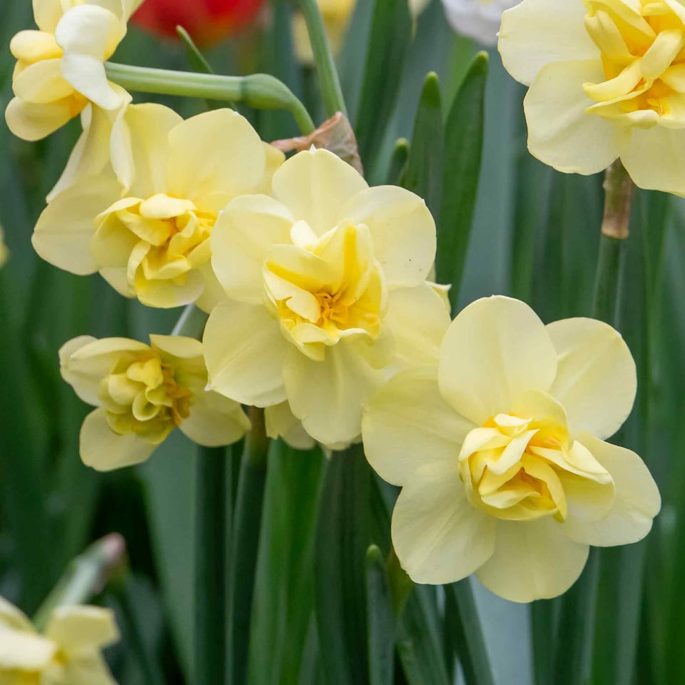 image 1 of Marshalls Garden Daffodil Bulbs 'Yellow Cheerfulness' 10 Pack Double Fragrant Yellow