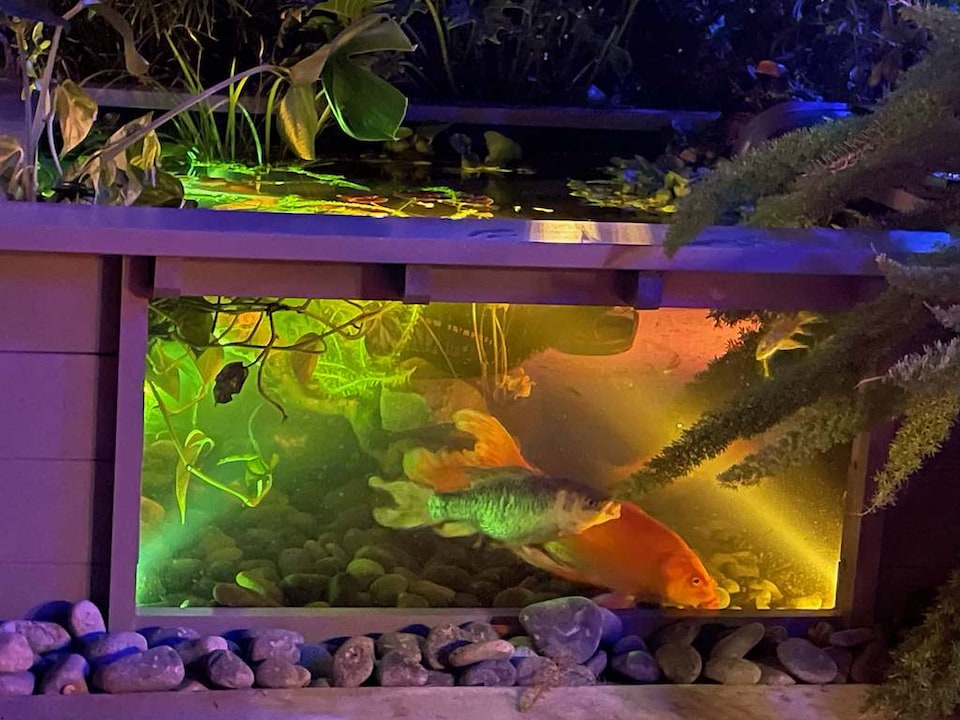 image 1 of Raised square pond with large windows Lotus Clear View Garden Aquarium in Grey