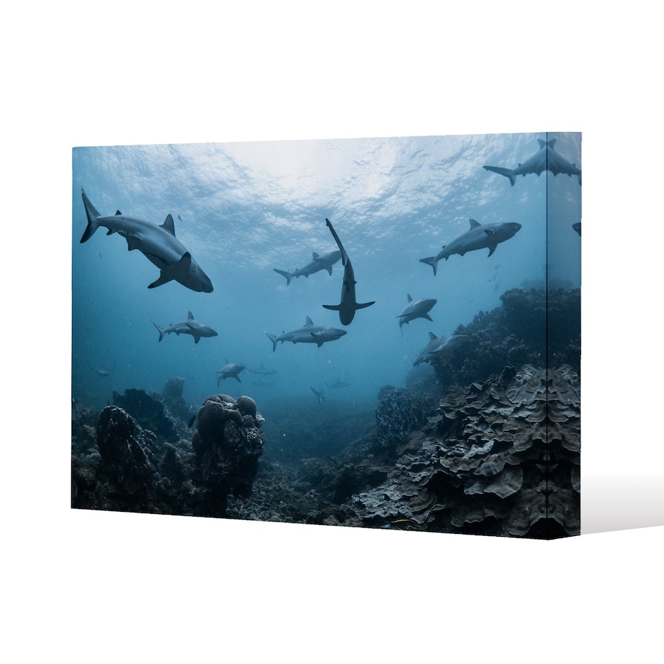 Schooling grey reef sharks, Ningaloo reef, Western Australia (Canvas Print) / 77 x 51 x 4cm | Multi