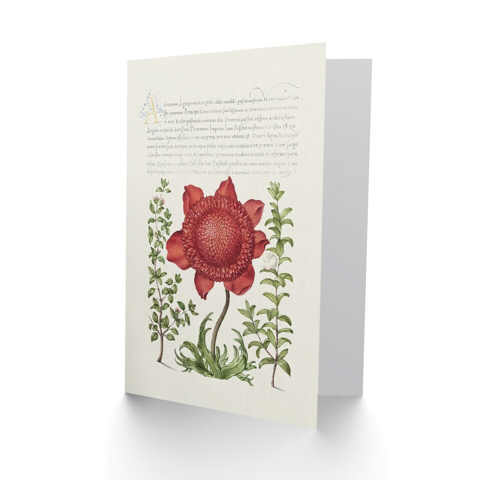image 1 of Model Book of Calligraphy Art Card Poppy Anemone and Myrtle