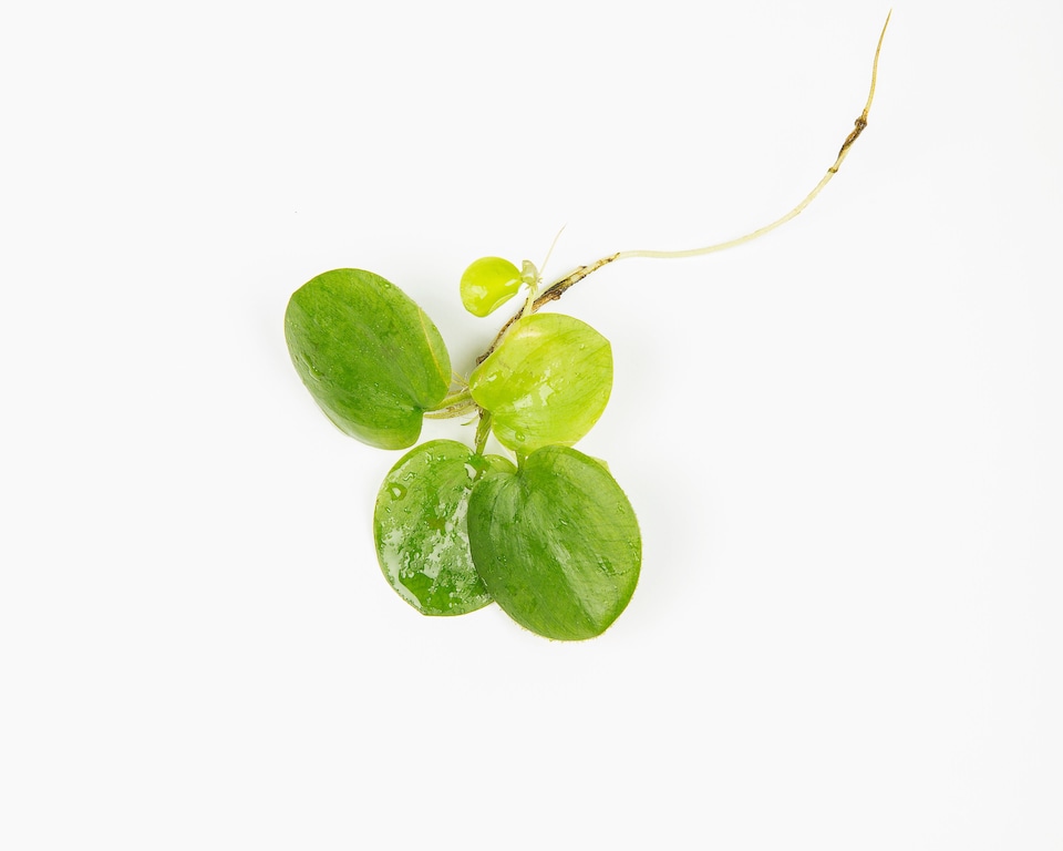image 1 of Amazon Frogbit (Limnobium laevigatum) - Live Aquarium Plant for Floating Surface Cover, No CO2 Needed - Fish Tank Plant