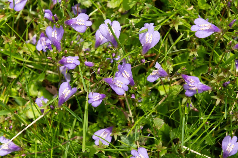 image 1 of Mazus reptans 'Chinese Marshflower' - Marginal Aquatic Pond Plant