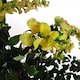 image 2 of Artificial Wisteria Tree 120cm Artificial Yellow Trunk