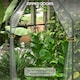 image 7 of Outsunny Tomato Greenhouse with 2 Zipped Doors, Outdoor Green House, Clear
