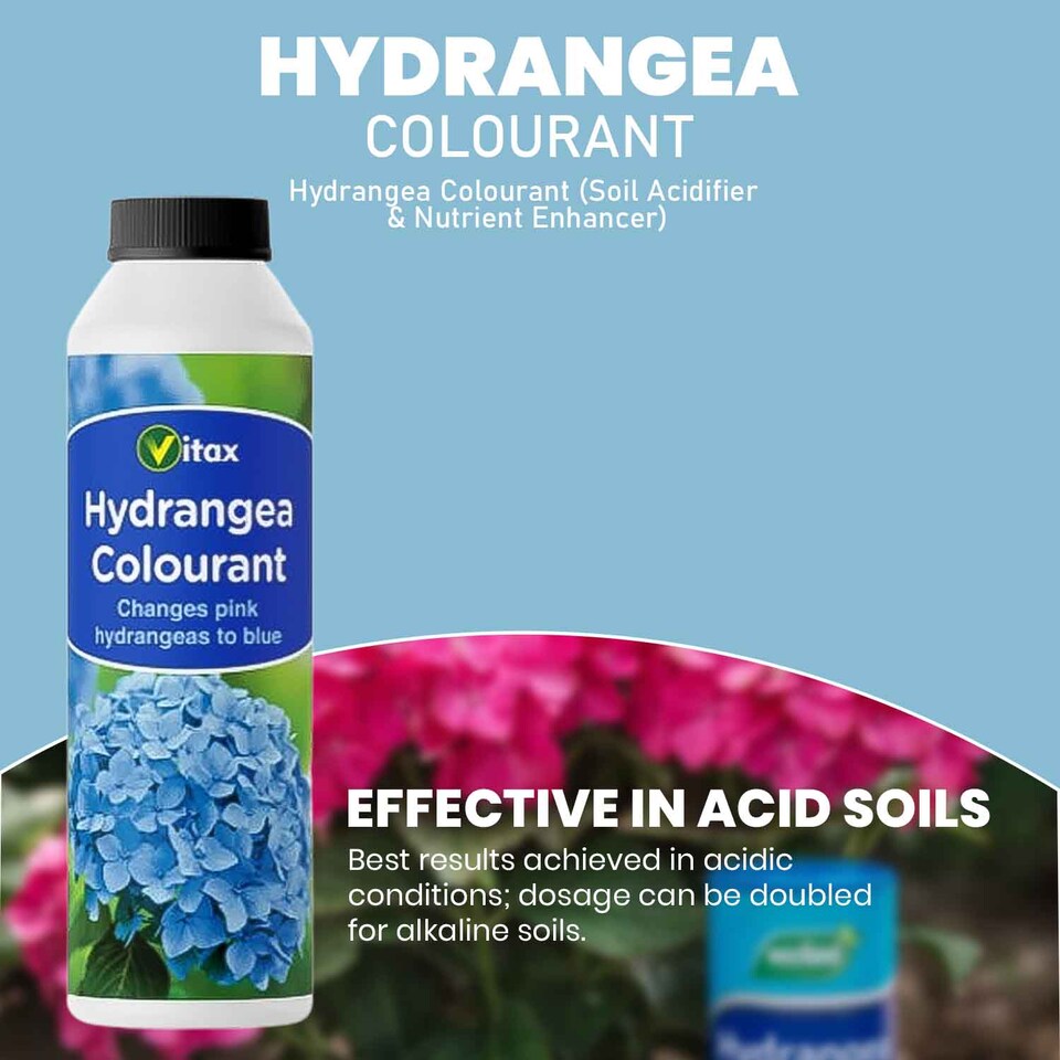 image 1 of Vitax Hydrangea Colourant 500g Pack of 2 Turns Pink Flowers Blue & Mauve Enhances Blooms and Plant Health
