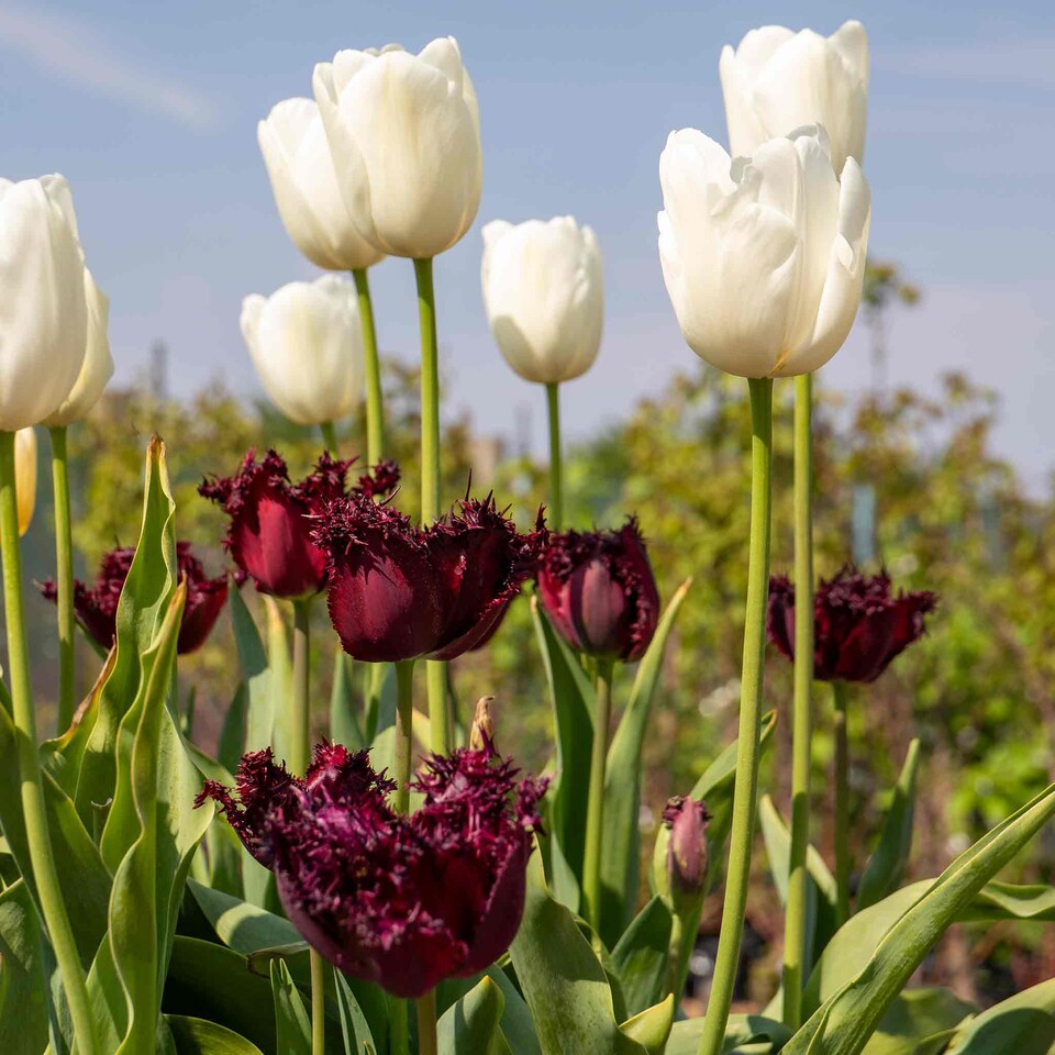 image 1 of Marshalls Garden Tulip Bulbs 'Clearwater' 10 Pack