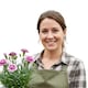 image 3 of Set of 3 or 6 Large Plants Pink Purple Carnation Ready to Plant in Your Garden 10.5 cm