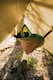image 4 of Adventure Wing Tarp - Nylon - W150 x H255 cm | Brown
