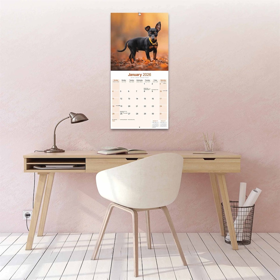 image 1 of Miniature Pinscher 2026 Calendar | Square Wall Calendar | Dog Breed Gift | Plastic Free Packaging | by Avonside Publishing