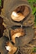 image 5 of Noble 4-Tier Oil Jar Garden Patio Water Feature with LED Lights for Indoor & Outdoor Use H117cm