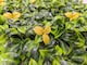 image 1 of Pack of 12 Best Artificial Laurel Leaf Yellow Hedging 50cm x 50cm Mats (3 Square Metres) | Green | Yellow | 1