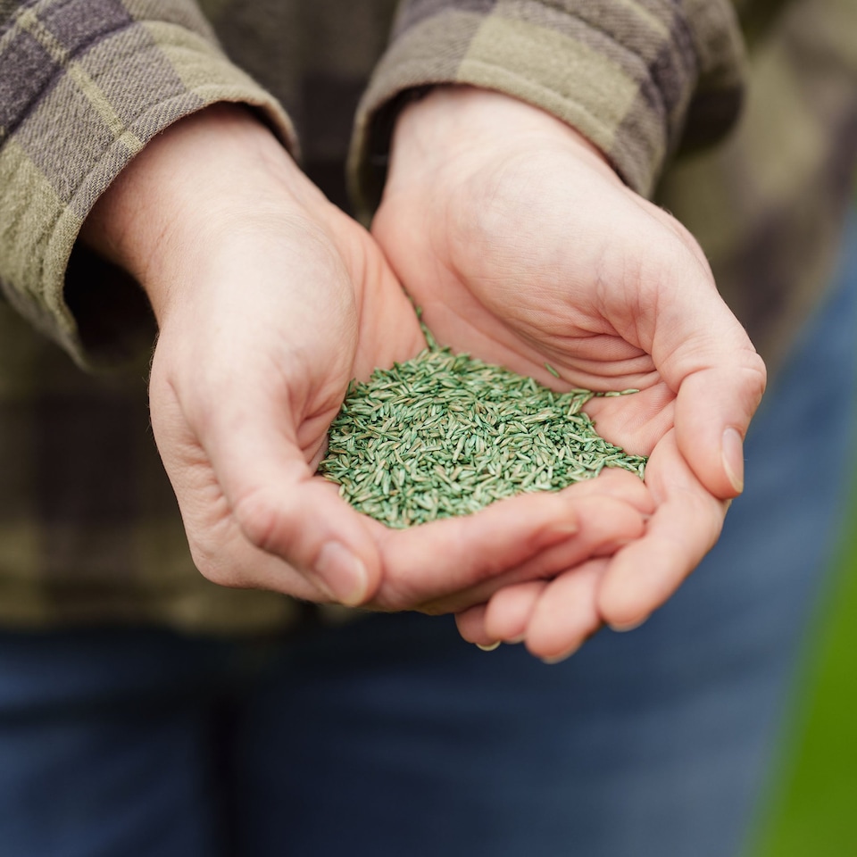 image 1 of Westland PureGreen Lawn Seed