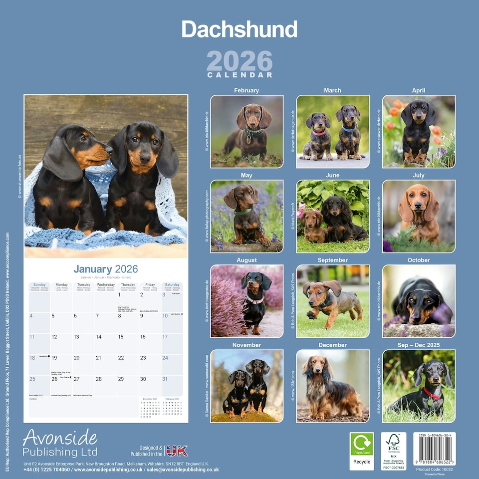 image 1 of Dachshund 2026 Calendar | Square Wall Calendar | Dog Breed Gift | Plastic Free Packaging | by Avonside Publishing