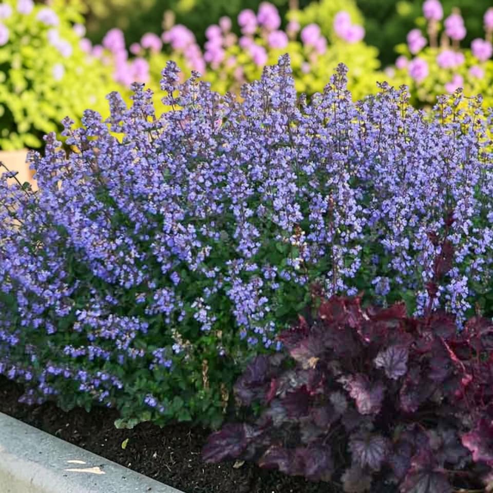image 1 of Carbeth Plants 2 x Nepeta Faassenii Purrsian Blue - Hardy Catmint Perennial with Lavender Blue Flowers | Multi