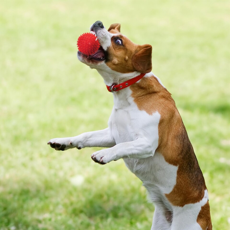 image 1 of Pack of 3 Spikey Rubber Pet Balls Toy Dog Puppy Fetch Catch Play Indoor Outdoor Squeaky TPR Teething Chew Interactive
