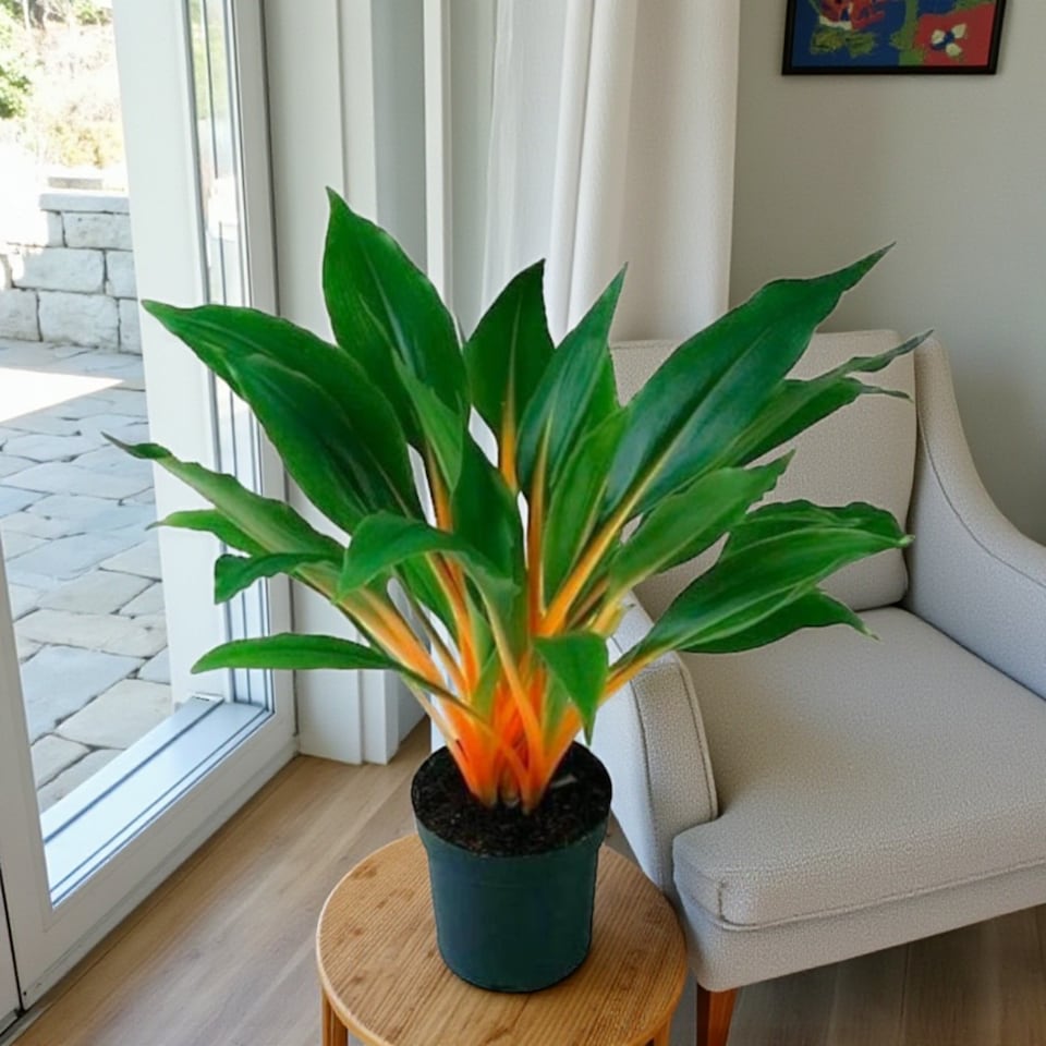 image 1 of Fire Flash Orange Spider Plant in 12cm Pot - Chlorophytum Orchidastrum - Exotic Houseplant with Vibrant Tropical Stems