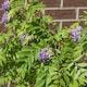 image 7 of Wisteria 'Amethyst Falls' - compact purple-flowering climber | Purple | Purple | 9cm Plants