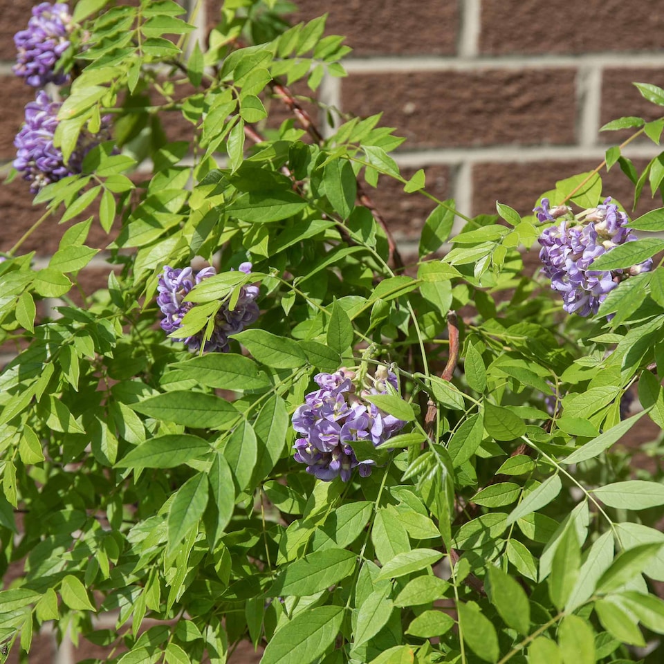 image 1 of Wisteria 'Amethyst Falls' - compact purple-flowering climber | Purple | Purple | 9cm Plants