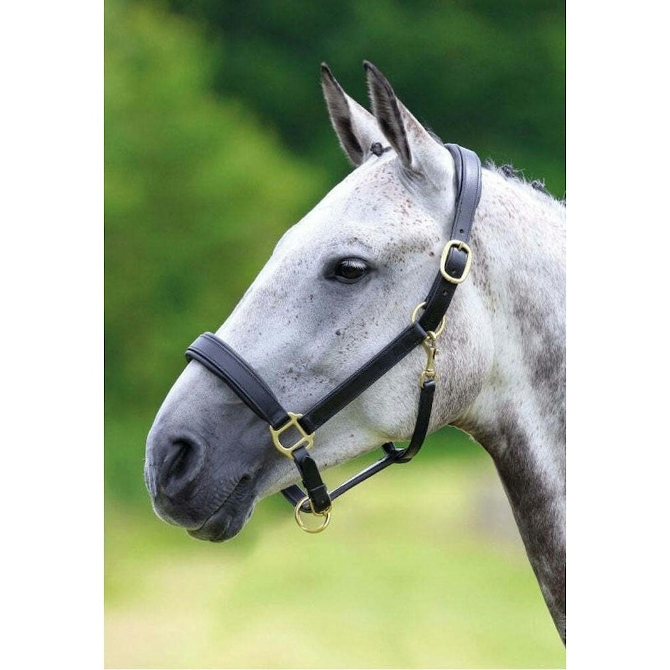 image 1 of Blenheim Leather Travel Horse Headcollar - Black - X Full