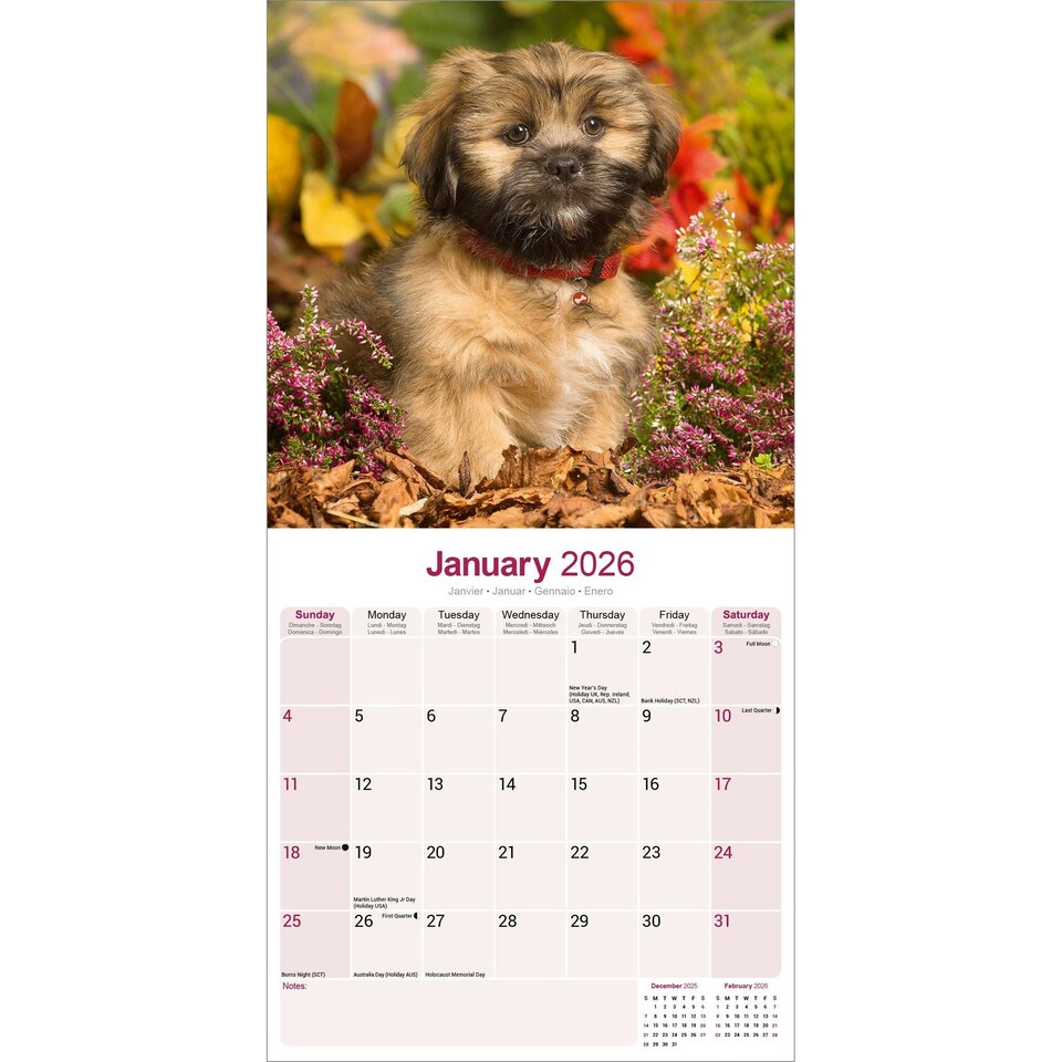 image 1 of Lhasa Apso 2026 Calendar | Square Wall Calendar | Dog Breed Gift | Plastic Free Packaging | by Avonside Publishing