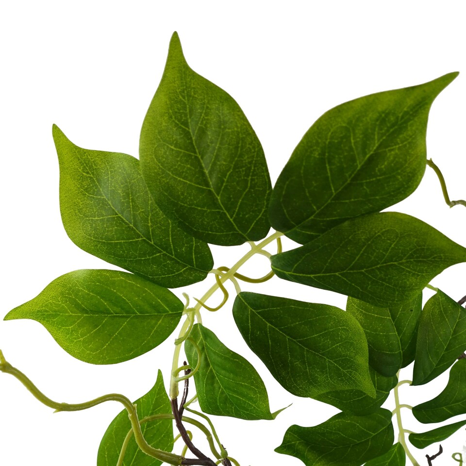 image 1 of 90cm Artificial White Wisteria Bush
