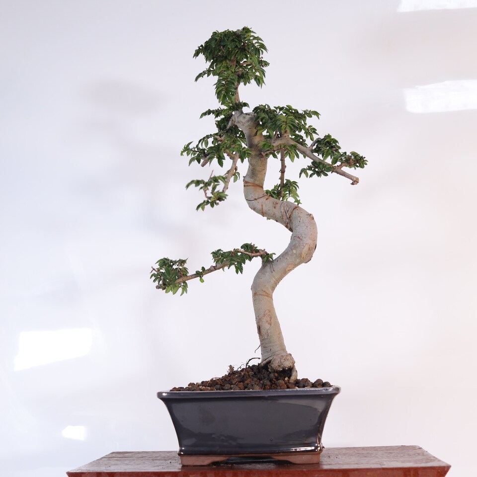 image 1 of Yorkshire Bonsai Chinese Elm (Ulmus Parvifolia) Bonsai Tree Shaped In 18cm Pot Great Gift