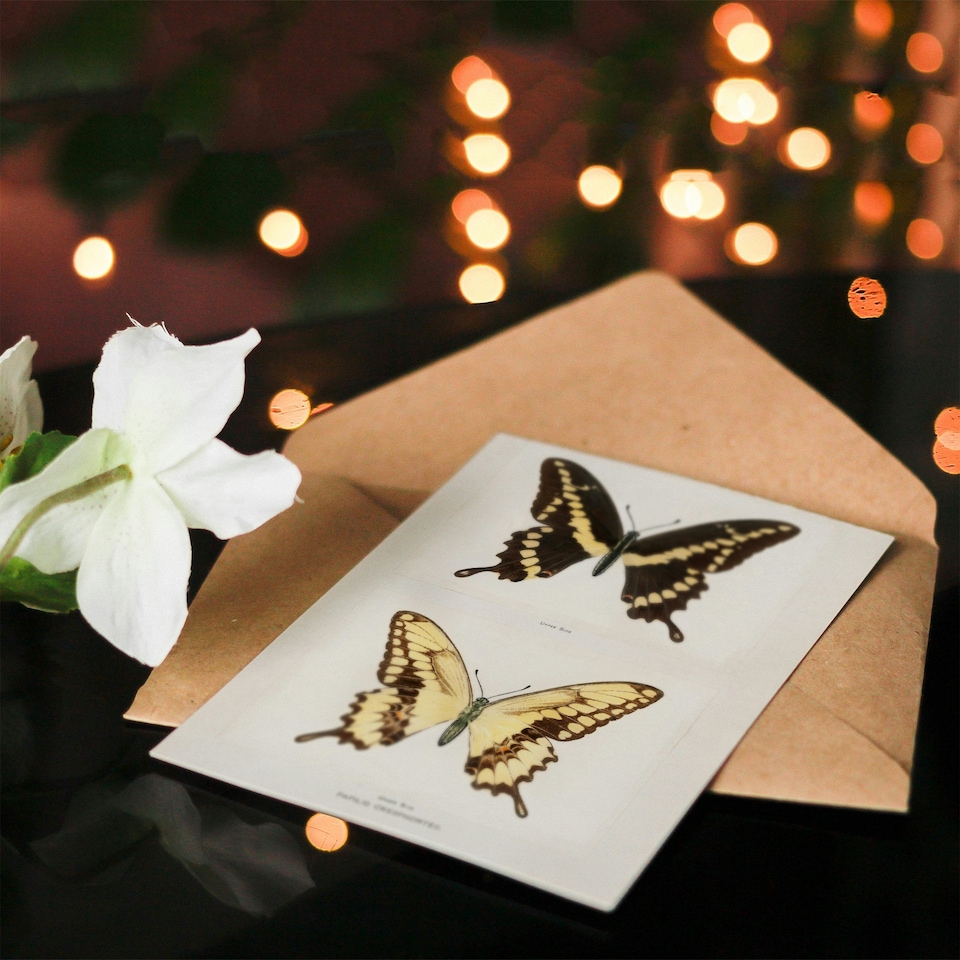 image 1 of Sherman Denton Art Card Giant Swallowtail Butterfly