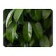 image 1 of Closeup of beautiful glossy green leaves Designer Blanket | Multi