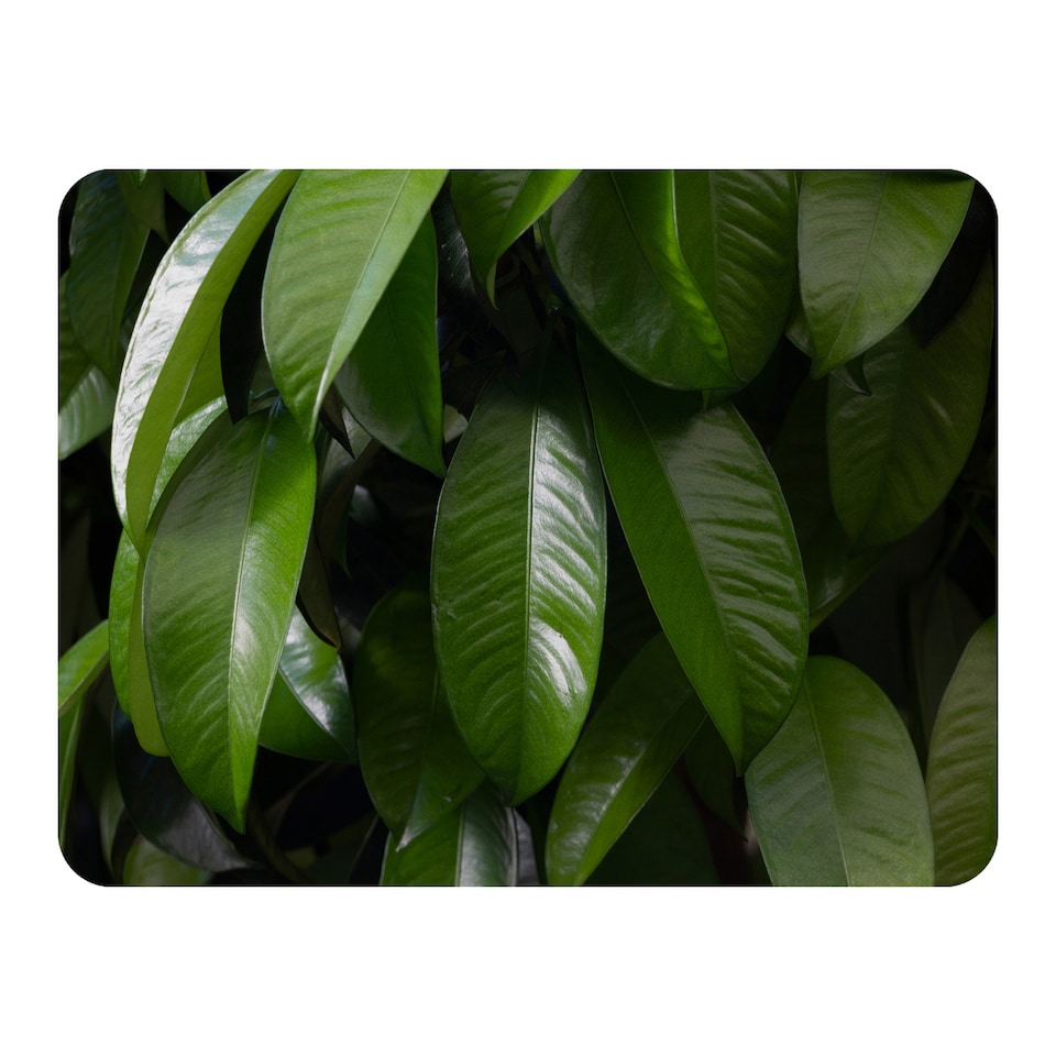 image 1 of Closeup of beautiful glossy green leaves Designer Blanket | Multi