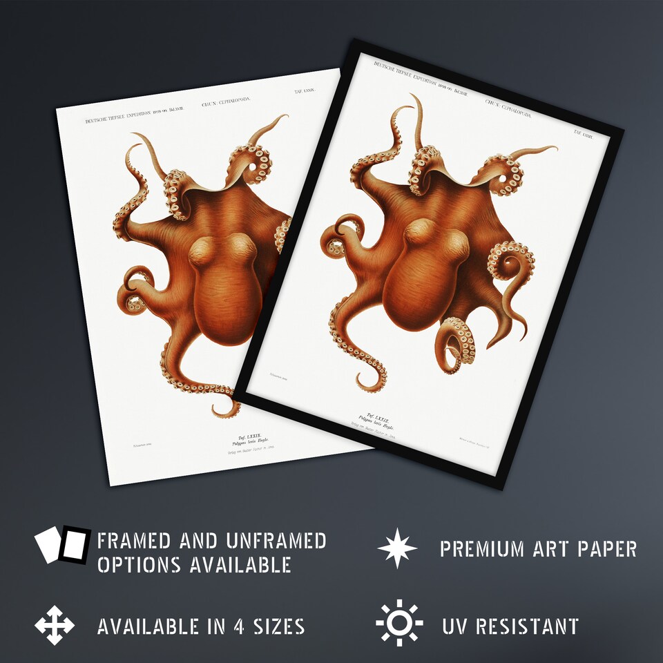 image 1 of Octopus Vintage Illustration Carl Chun Wall Art Poster Print 12X16"