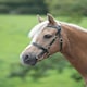 image 2 of Shires Blenheim Plain Inhand Bridle Brown | Size: Pony
Colour: H.Brown