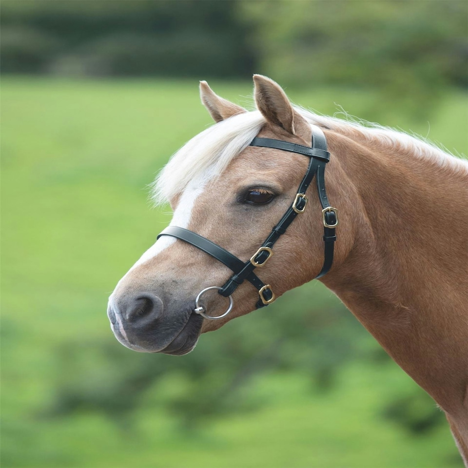image 1 of Shires Blenheim Plain Inhand Bridle Brown | Size: Pony
Colour: H.Brown