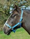 image 3 of Rhinegold Nylon Headcollar Orange | Size: Pony
Colour: Tangerine Orange