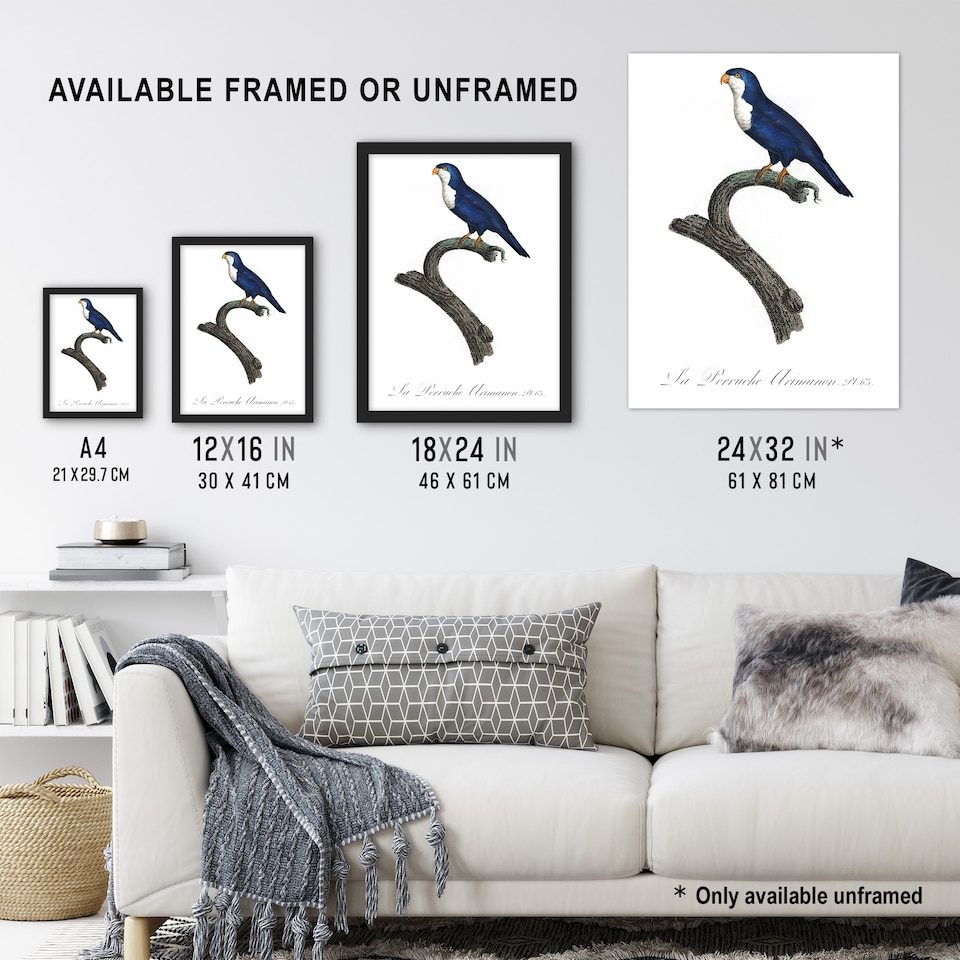image 1 of The Arimanon Parakeet Parrot Levaillant Huge Wall Art Poster Print 24X32"