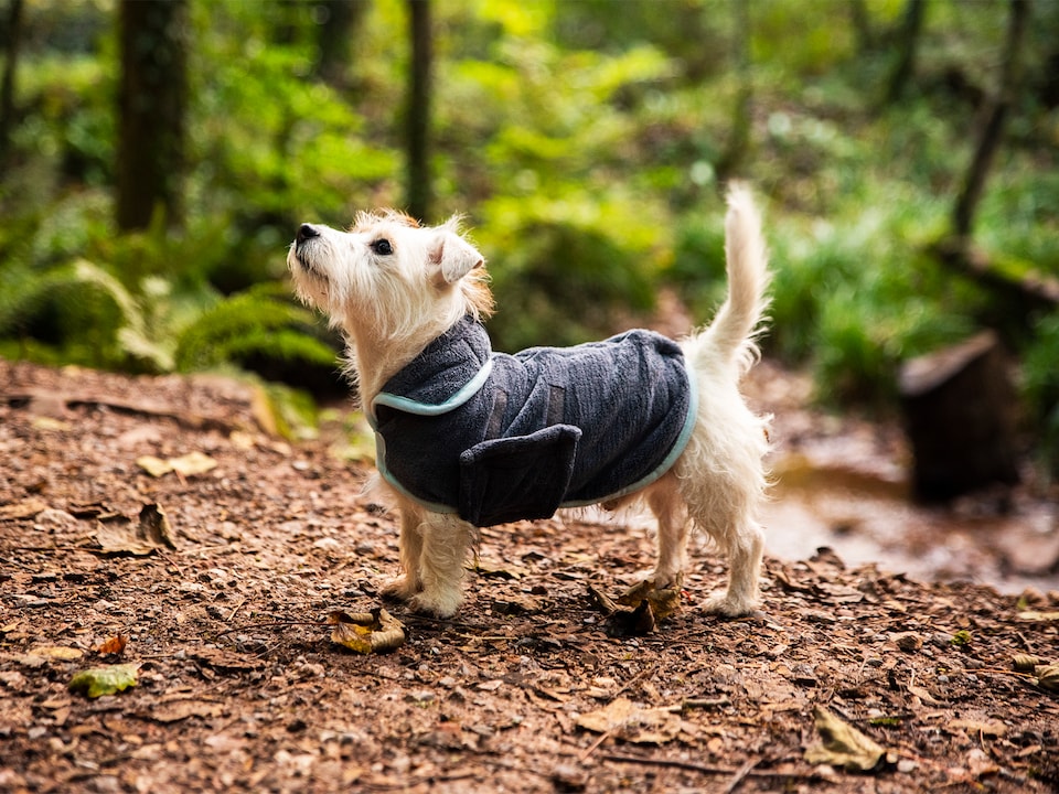 image 1 of Henry Wag Grey Microfibre Drying Coat For Use After Bath Time Or A Muddy Walk, Size X-Large 65cm | Grey | Grey | XL | 1