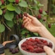 image 3 of Carbeth Plants 3 x Tayberry Buckingham Fruit Plant in 9cm Pot - Raspberry & BlackBerry Hybrid Fruit - Heavy Cropping