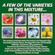 image 4 of Pronto Seed Pure Wildflower Seed Mix 100g, Covers 100m²