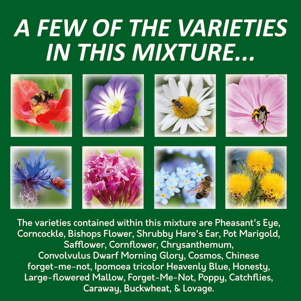 image 1 of Pronto Seed Pure Wildflower Seed Mix 100g, Covers 100m²