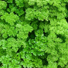 Carbeth Plants 3 x Parsley Moss Curled Herb Plants in 9cm Pots - Edible Plants for Cooking